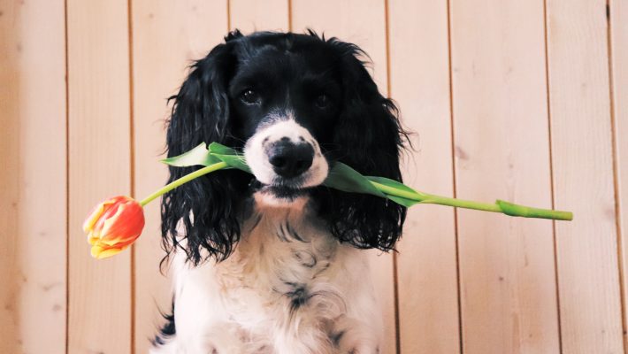 Avere un cane rende più attraenti?